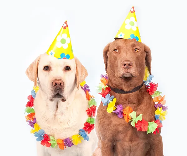 good dogs